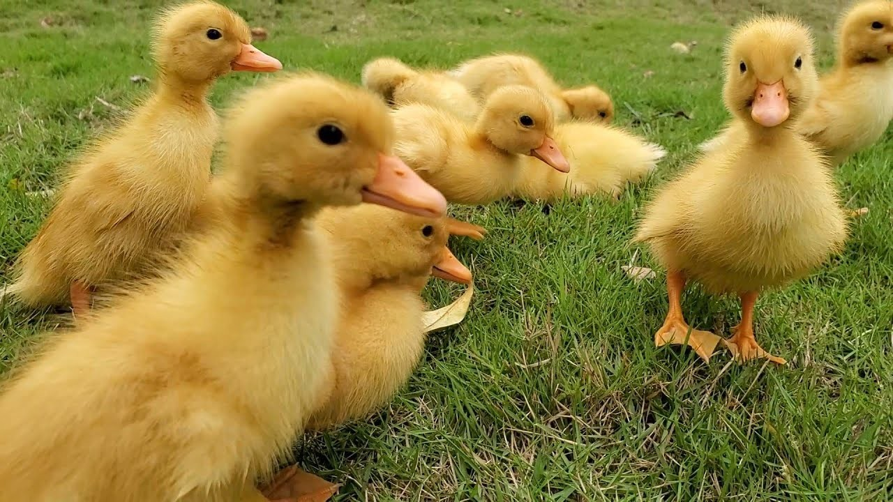 Rățuște Pekin